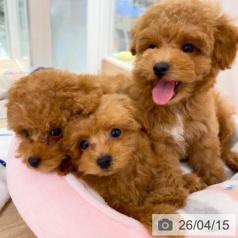 トイ・プードルの写真