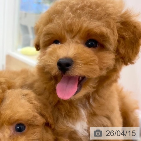 トイ・プードルの写真