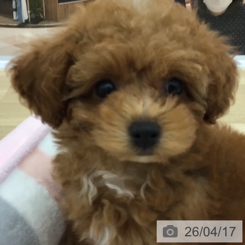 トイ・プードルの写真