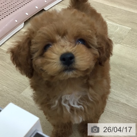 トイ・プードルの写真