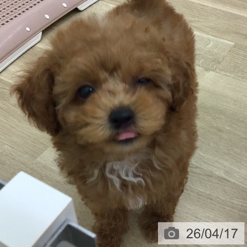 トイ・プードルの写真