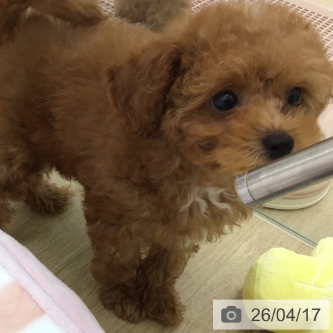 トイ・プードルの写真