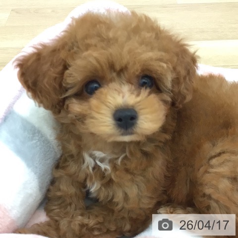 トイ・プードルの写真