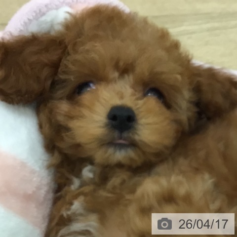 トイ・プードルの写真