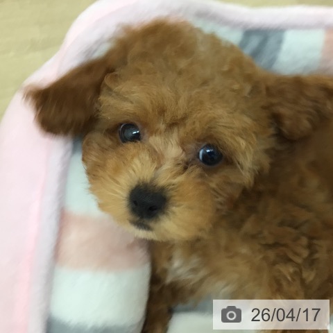 トイ・プードルの写真