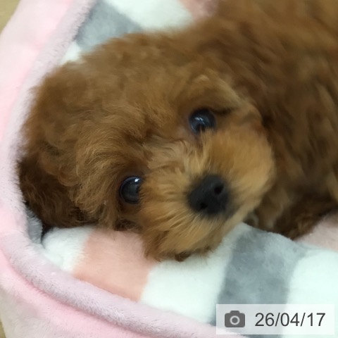 トイ・プードルの写真