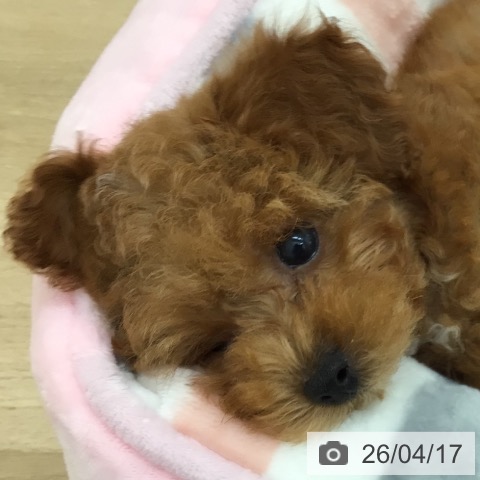 トイ・プードルの写真