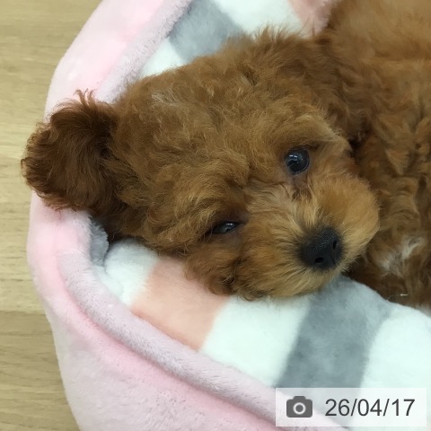 トイ・プードルの写真