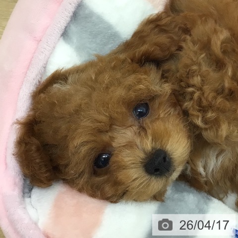 トイ・プードルの写真