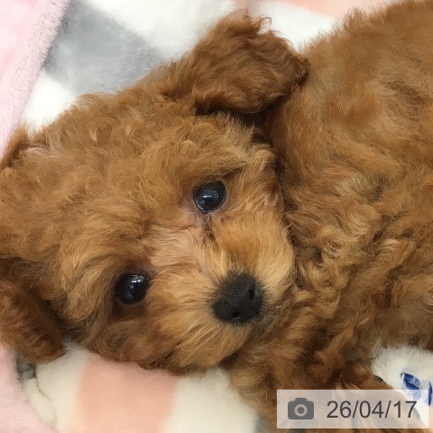 トイ・プードルの写真