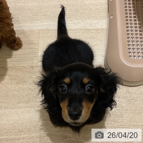 神奈川県のミニチュアダックスフンド(ロング) (ペットプラス モザイクモール港北店/2026年2月10日生まれ/女の子/ブラックタン)の子犬の4枚目の画像