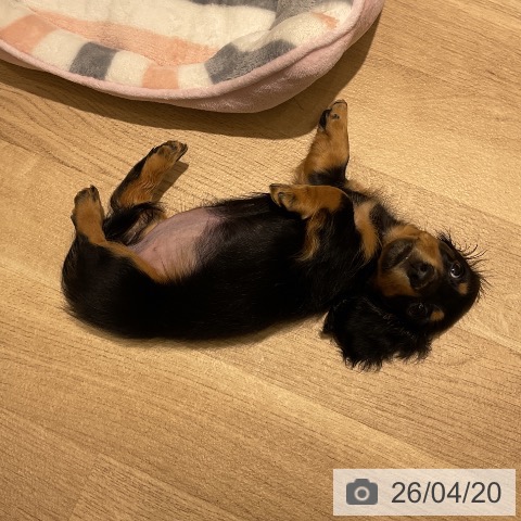 神奈川県のミニチュアダックスフンド(ロング) (ペットプラス モザイクモール港北店/2026年2月10日生まれ/女の子/ブラックタン)の子犬の3枚目の画像