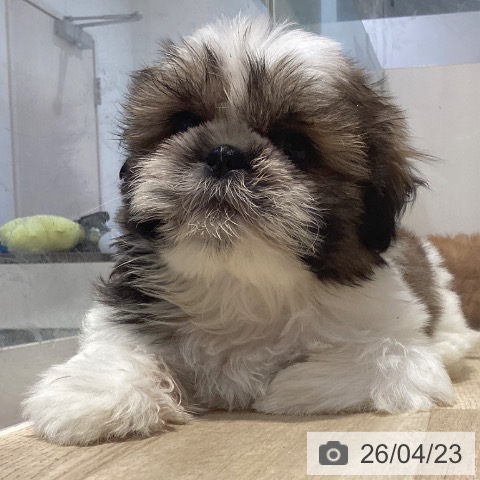 シー・ズーの写真