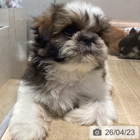 シー・ズーの写真