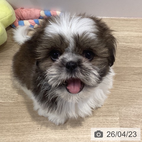 シー・ズーの写真