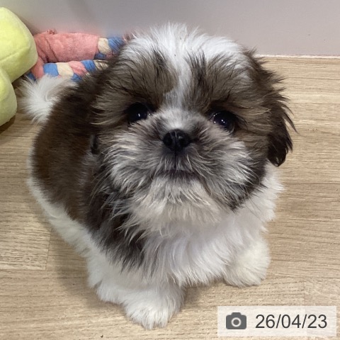 シー・ズーの写真