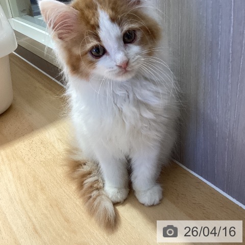 サイベリアンの写真