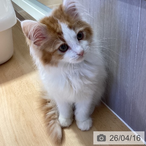 サイベリアンの写真