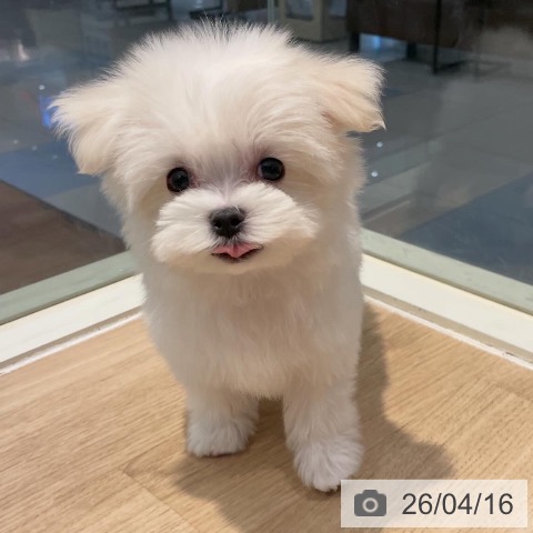 マルチーズの写真