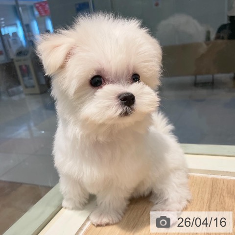 マルチーズの写真