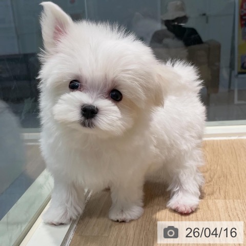 東京都のマルチーズ (ペットプラス 東久留米店/2026年2月8日生まれ/女の子/ホワイト)の子犬の4枚目の画像