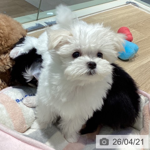 東京都のマルチーズ (ペットプラス 東久留米店/2026年2月8日生まれ/女の子/ホワイト)の子犬の3枚目の画像