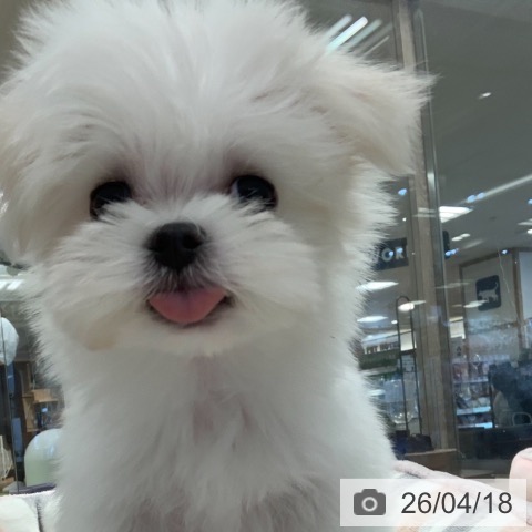 マルチーズの写真