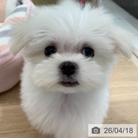 マルチーズの写真