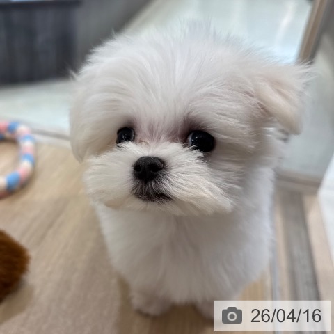 東京都のマルチーズ (ペットプラス アクアシティお台場店/2026年2月8日生まれ/女の子/ホワイト)の子犬の4枚目の画像