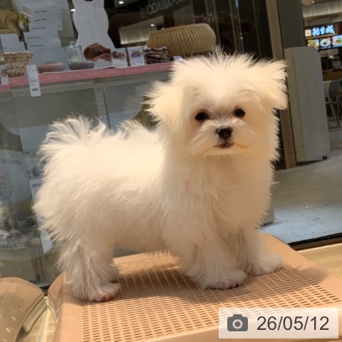マルチーズの写真