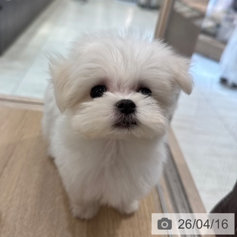 東京都のマルチーズ (ペットプラス アクアシティお台場店/2026年2月8日生まれ/女の子/ホワイト)の子犬の3枚目の画像