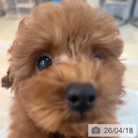 福岡県のトイプードル(トイ) (ペットプラス ららぽーと福岡店/2026年2月7日生まれ/男の子/レッド)の子犬の4枚目の画像