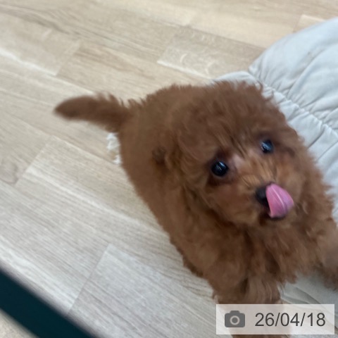 福岡県のトイプードル(トイ) (ペットプラス ららぽーと福岡店/2026年2月7日生まれ/男の子/レッド)の子犬の3枚目の画像