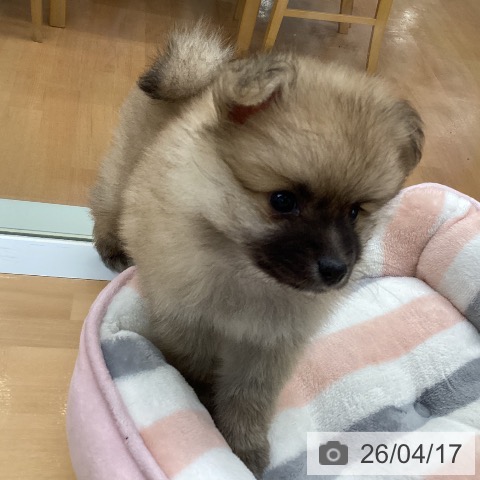 ポメラニアンの写真