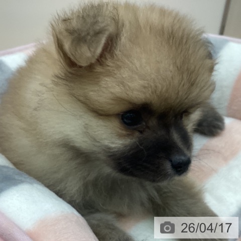 ポメラニアンの写真