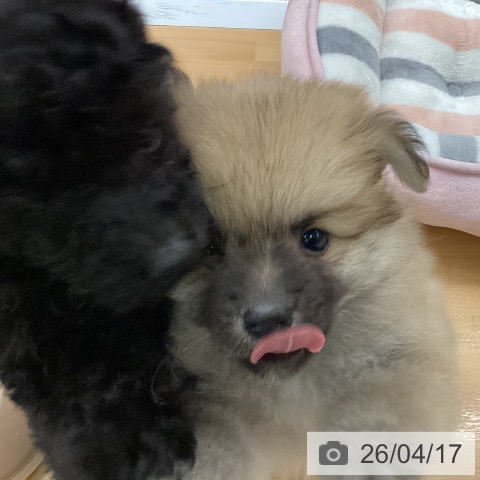 ポメラニアンの写真
