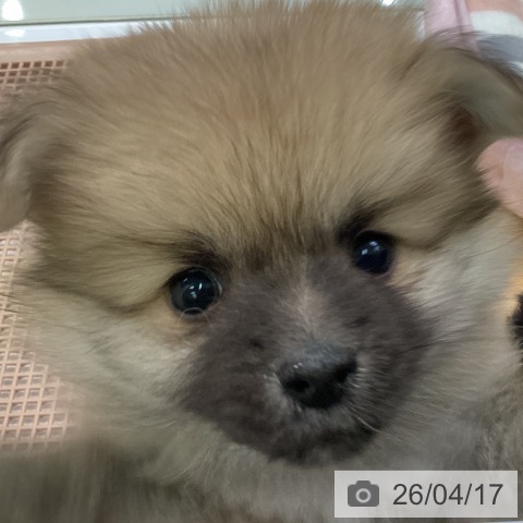 ポメラニアンの写真