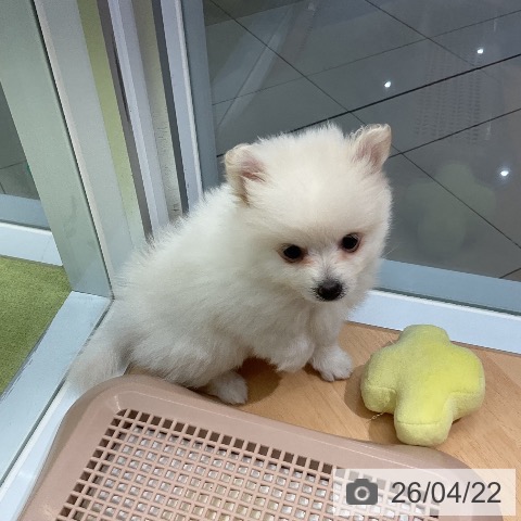 熊本県のポメラニアン (ペットプラス 熊本店/2026年2月13日生まれ/女の子/ホワイト)の子犬の4枚目の画像