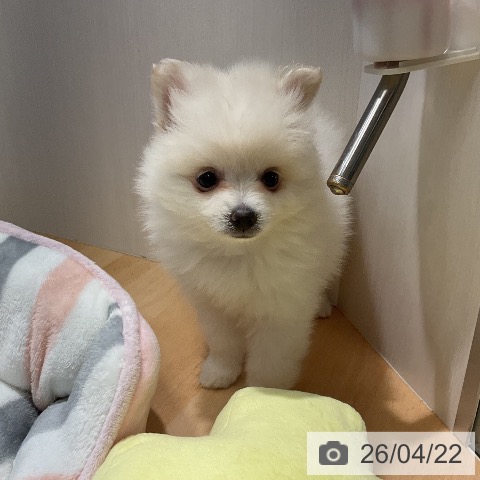 熊本県のポメラニアン (ペットプラス 熊本店/2026年2月13日生まれ/女の子/ホワイト)の子犬の3枚目の画像