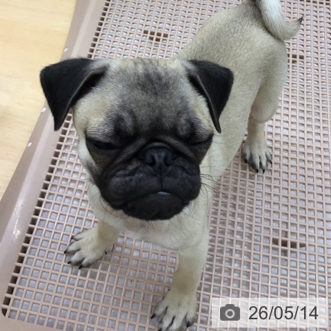 パグの写真