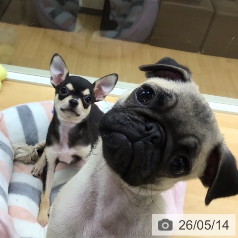 パグの写真