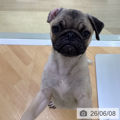 埼玉県のパグ (ペットプラス 羽生店/2026年2月12日生まれ/男の子/フォーン)の子犬の4枚目の画像