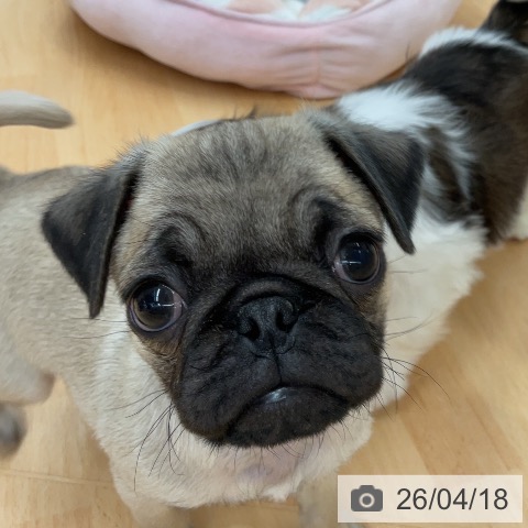 パグの写真