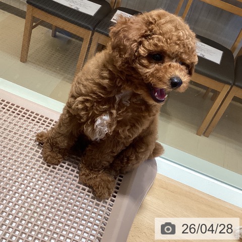 鹿児島県のトイプードル(トイ) (ペットプラス 姶良店/2026年2月13日生まれ/男の子/レッド)の子犬の4枚目の画像