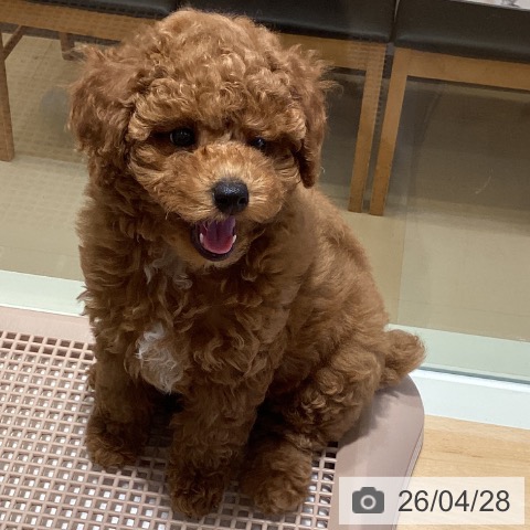 鹿児島県のトイプードル(トイ) (ペットプラス 姶良店/2026年2月13日生まれ/男の子/レッド)の子犬の3枚目の画像