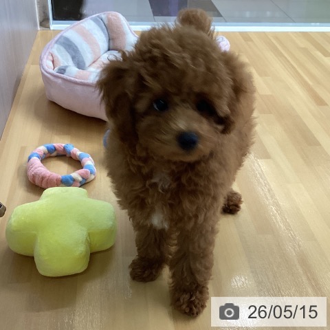 福岡県のトイプードル(トイ) (ペットプラス 黒崎店/2026年2月13日生まれ/男の子/レッド)の子犬の4枚目の画像