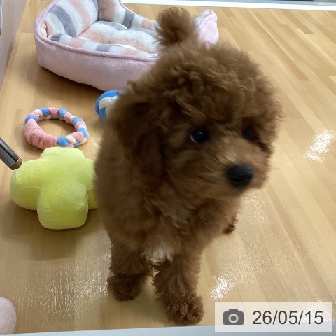 福岡県のトイプードル(トイ) (ペットプラス 黒崎店/2026年2月13日生まれ/男の子/レッド)の子犬の3枚目の画像