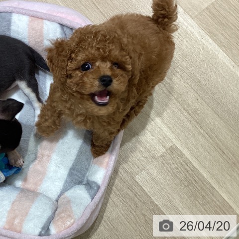 宮城県のトイプードル(トイ) (ペットプラス 仙台上杉店/2026年2月13日生まれ/女の子/レッド)の子犬の4枚目の画像