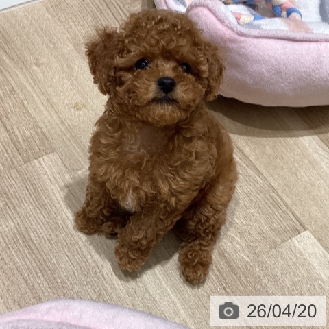 宮城県のトイプードル(トイ) (ペットプラス 仙台上杉店/2026年2月13日生まれ/女の子/レッド)の子犬の3枚目の画像