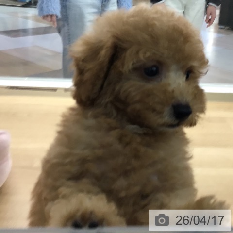 トイ・プードルの写真